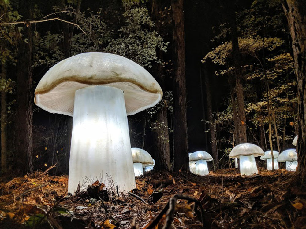 Meredith Connelly Image 6 ff 65558c30a2f5fcd6c1a960a448127211 ff Mushrooms 2019 1